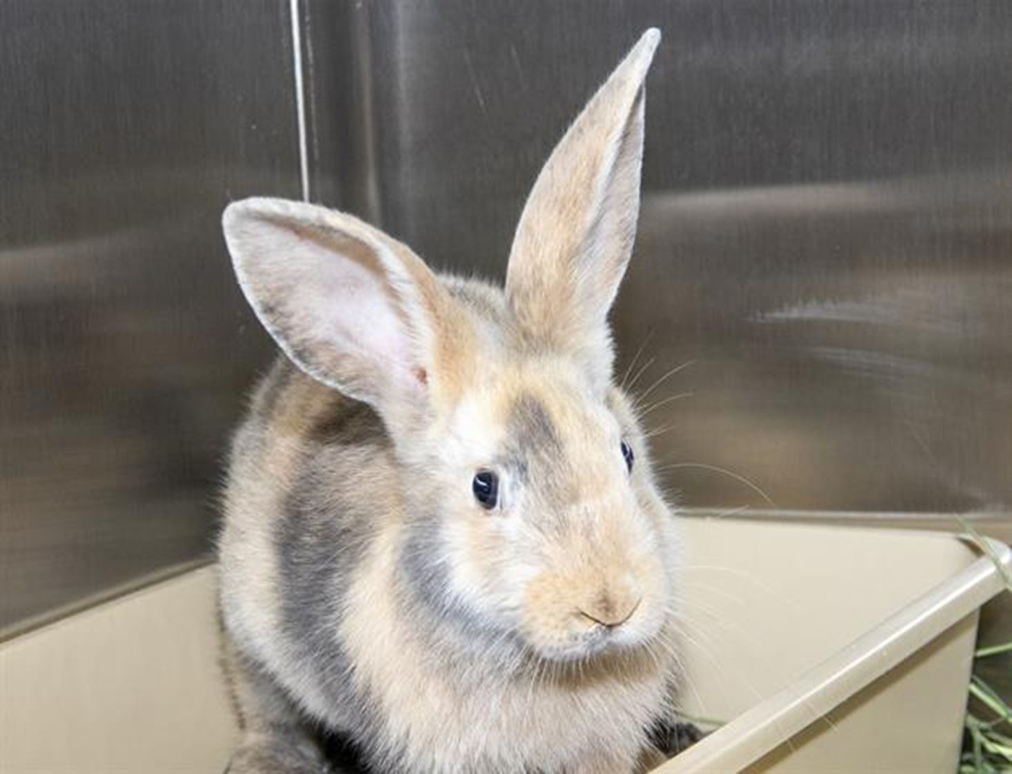 Pet of the Week: Sahara